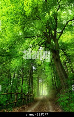 A lush, vibrant green forest with sunlight filtering through the trees